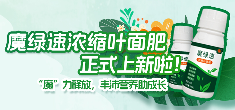 豐沛營養(yǎng)助成長！魔綠速濃縮葉面肥上新啦